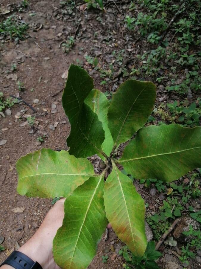 Curatella americana 17