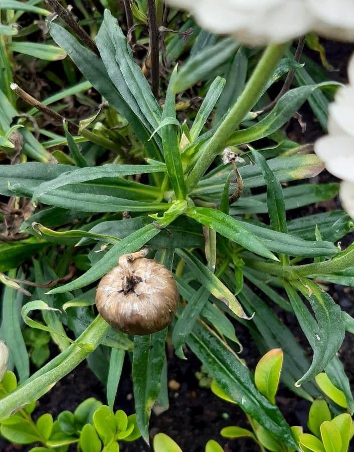 Xerochrysum 25