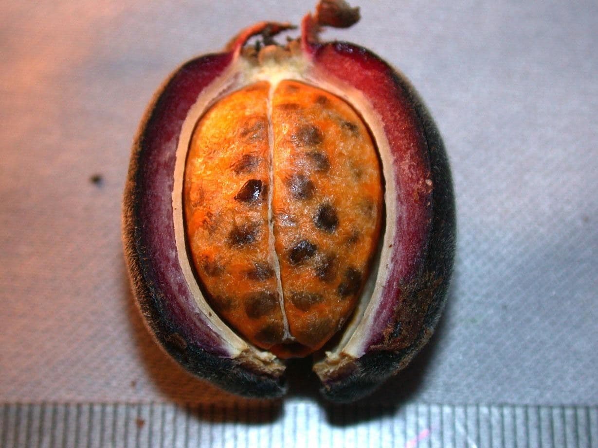 Renealmia 21