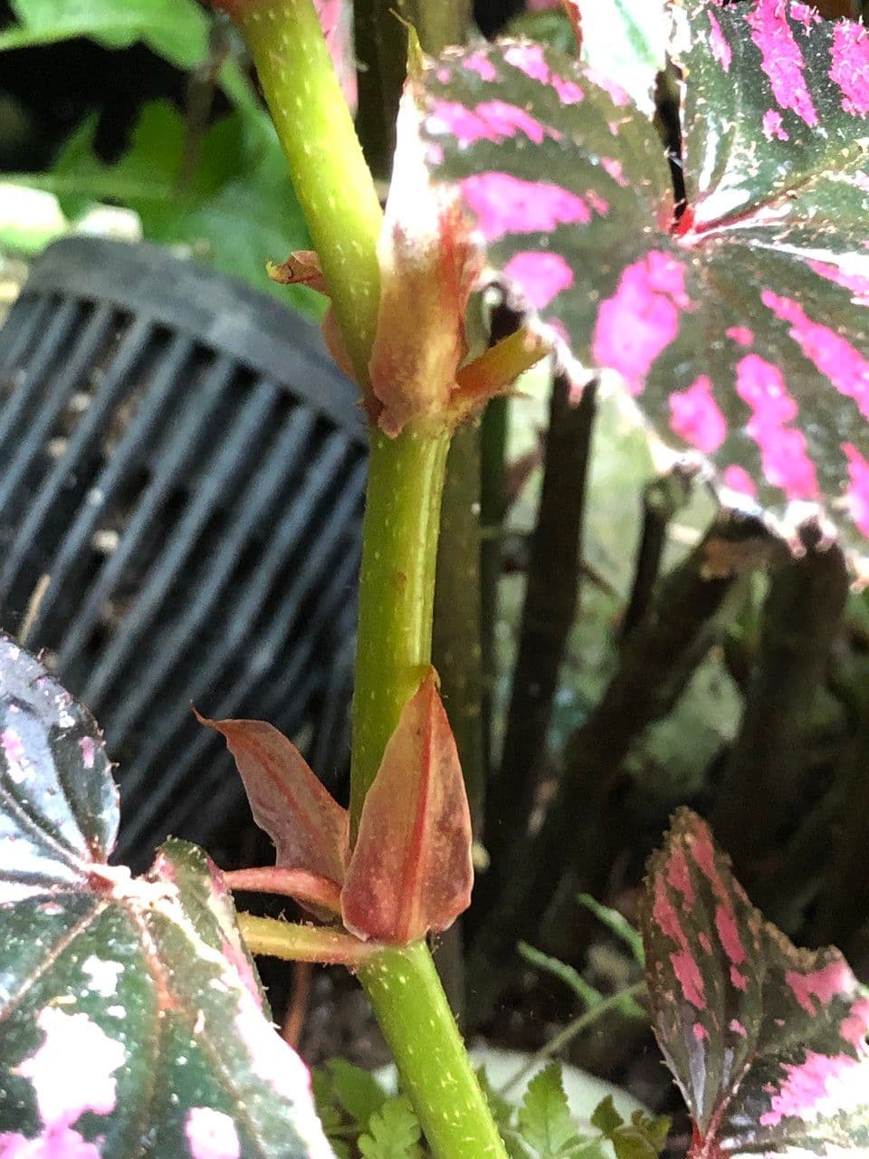Begonia brevirimosa 18