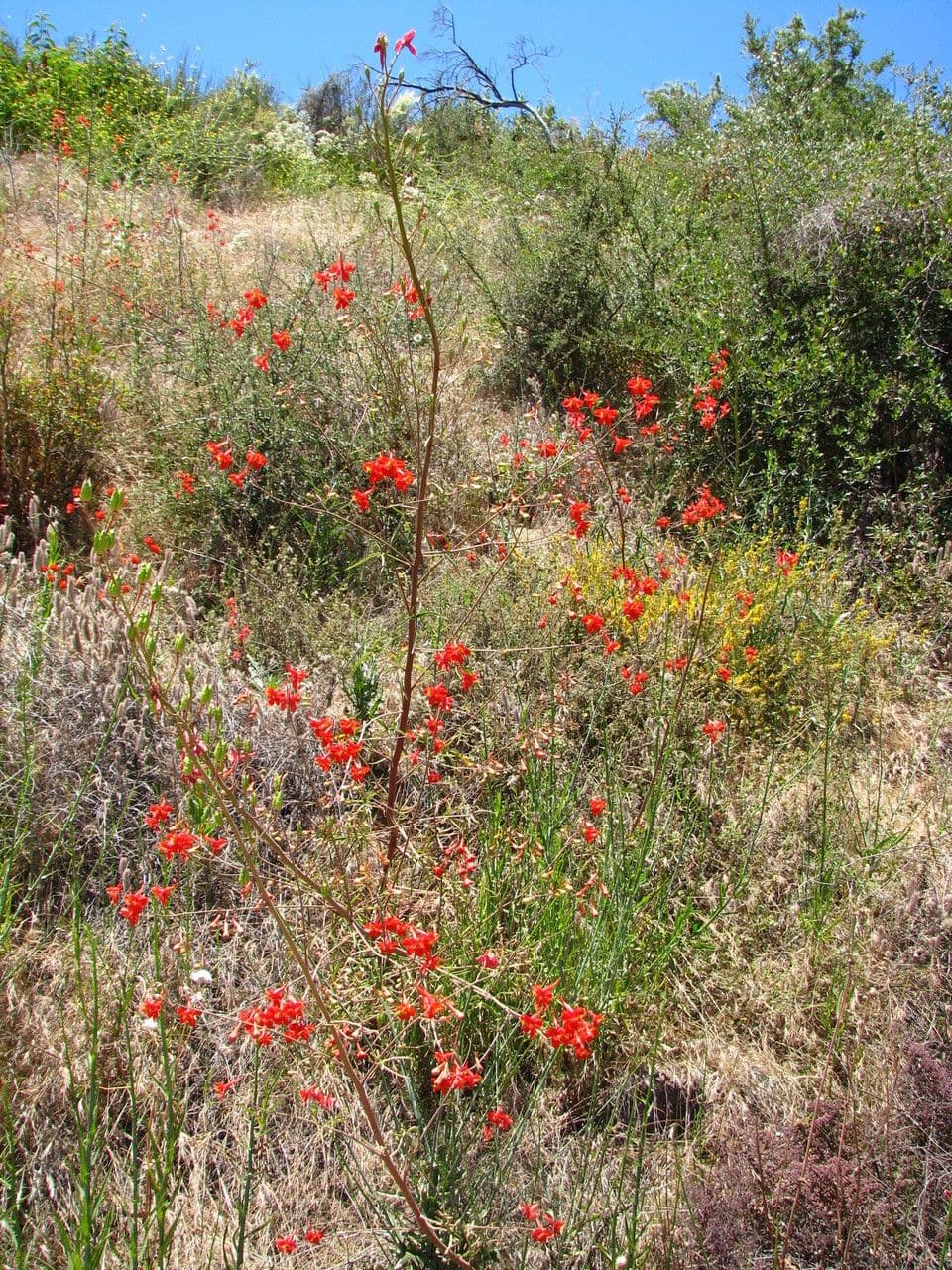 Delphinium cardinale 9