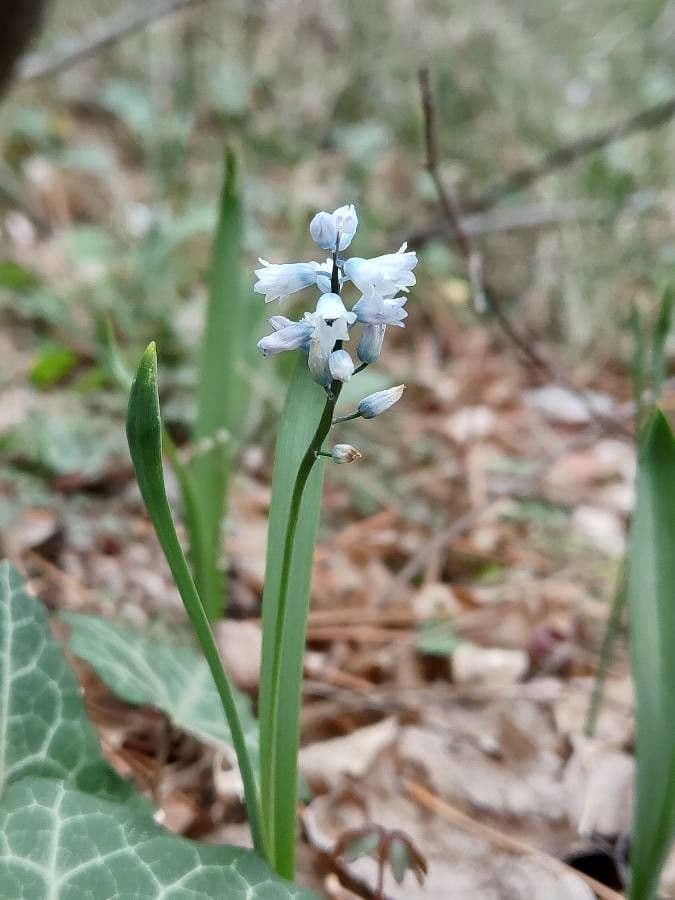 Hyacinthella 5