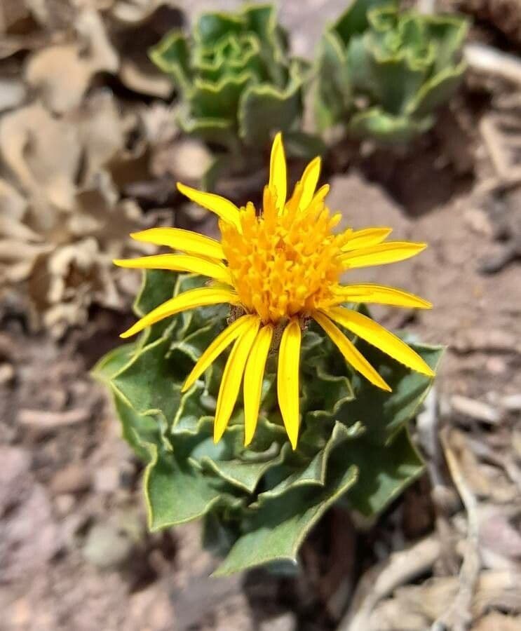 Haplopappus 2