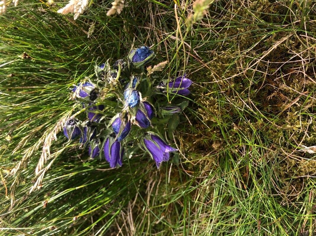 Campanula delle Alpi 7