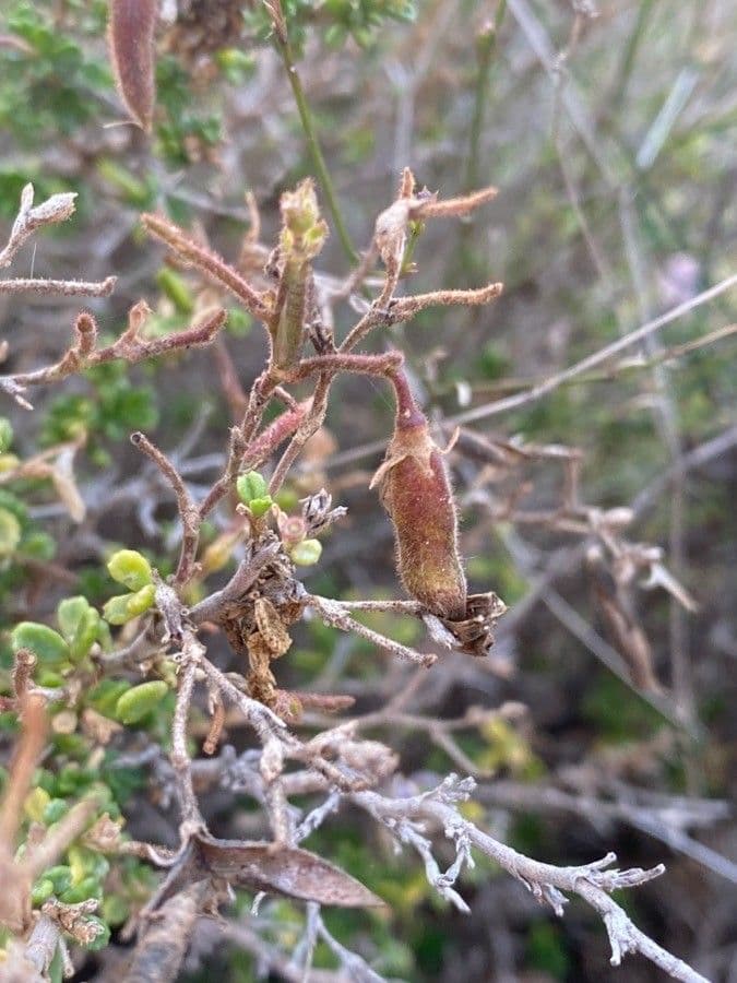 Ononide tridentata 3