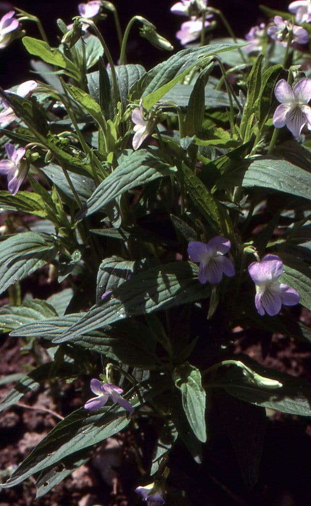 Viola elatior 11