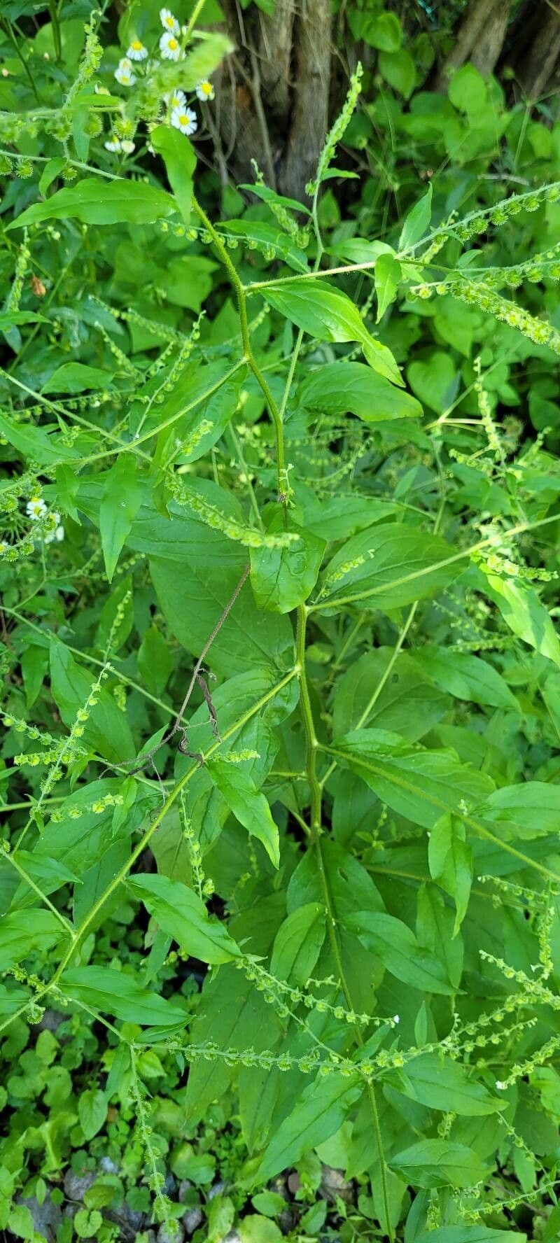 Hackelia virginiana