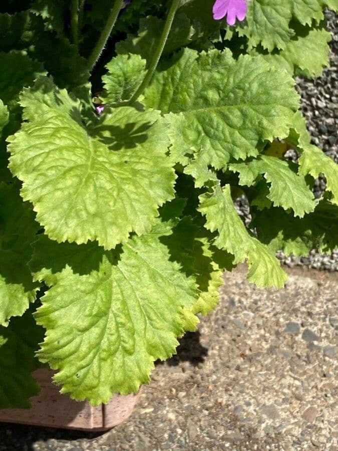 Primula 9