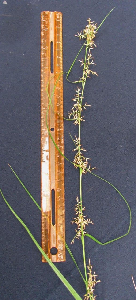 Rhynchospora 9