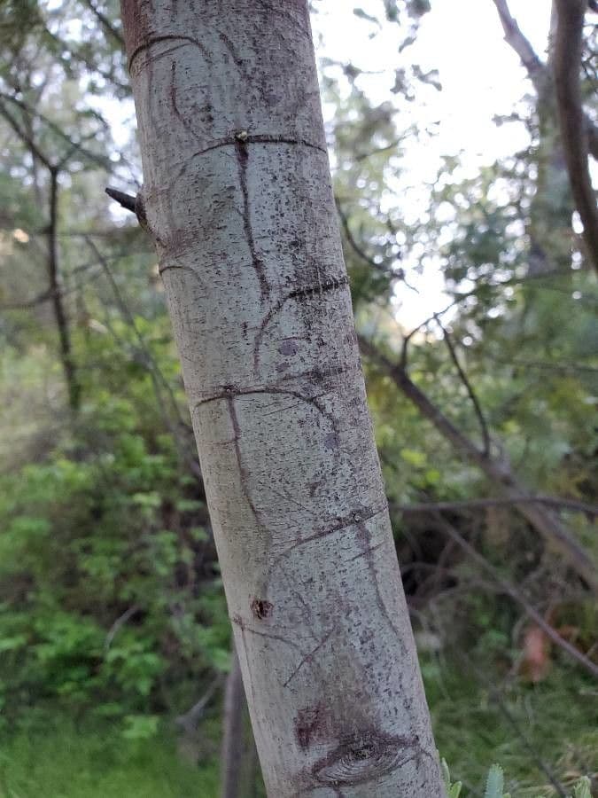 Acacia di Bailey 22
