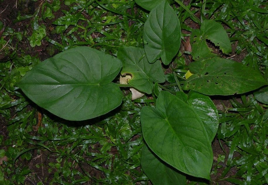 Xanthosoma 9