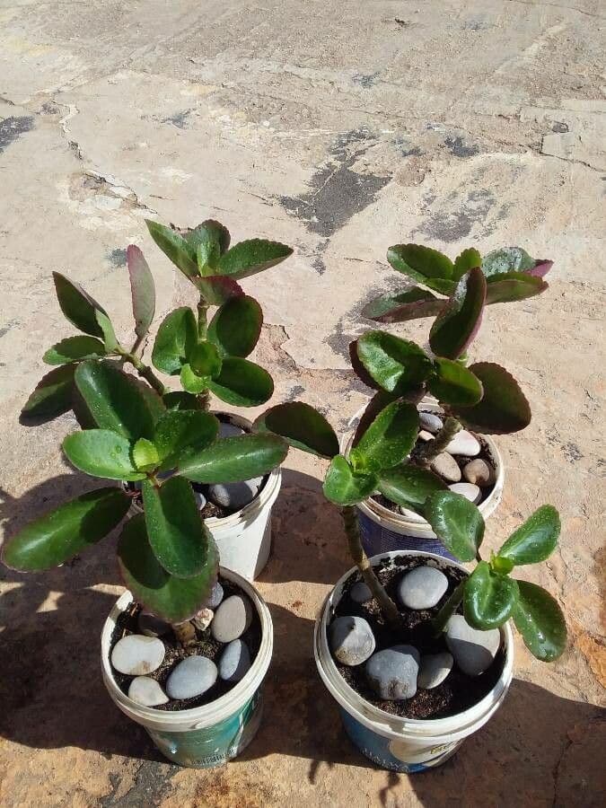 Kalanchoe 10