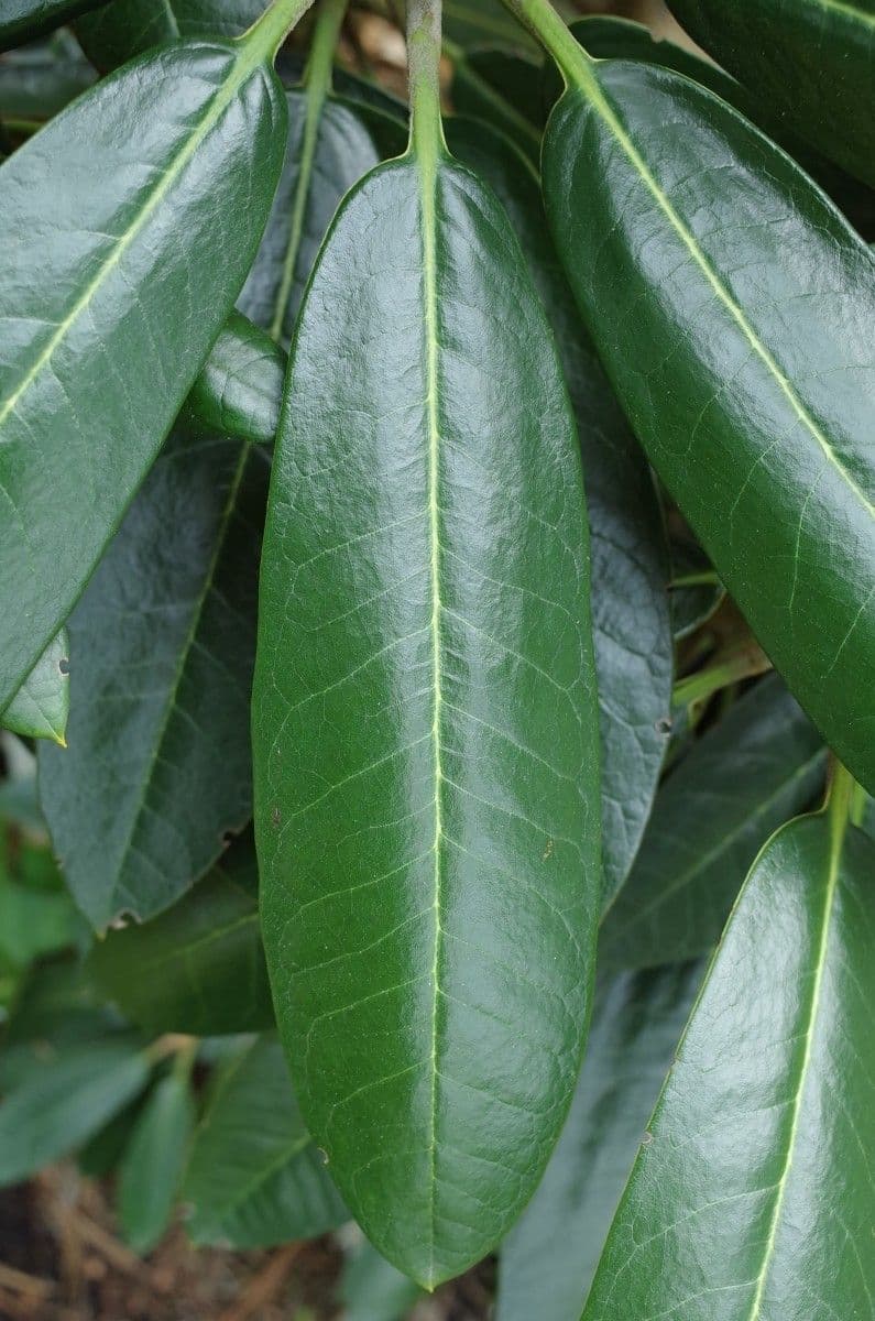 Rododendro 15