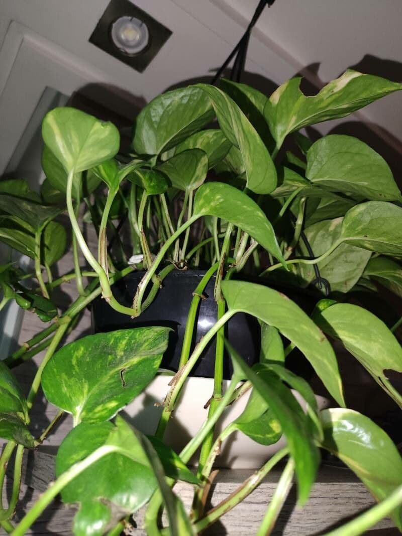 Philodendron cordiforme