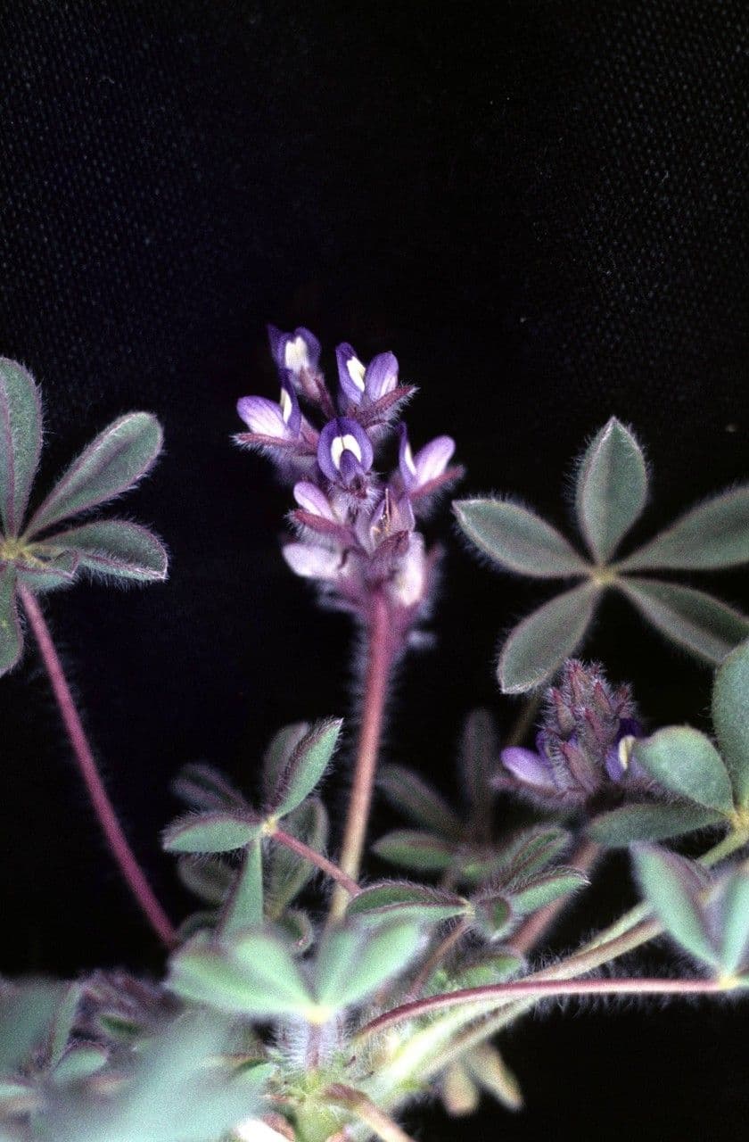 Rostiger Lupine 4