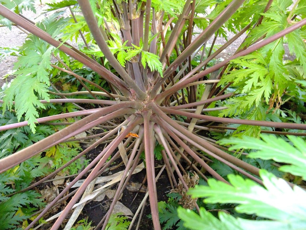 Geranio de Madeira 21