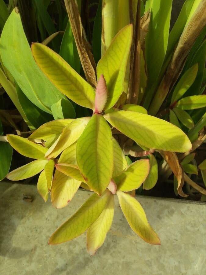 Himatanthus 6