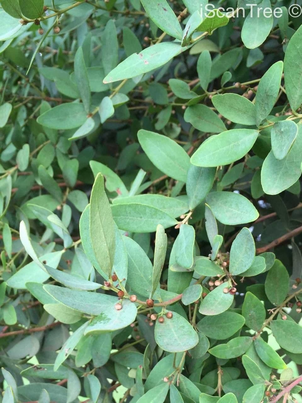 Euclea crépu 14