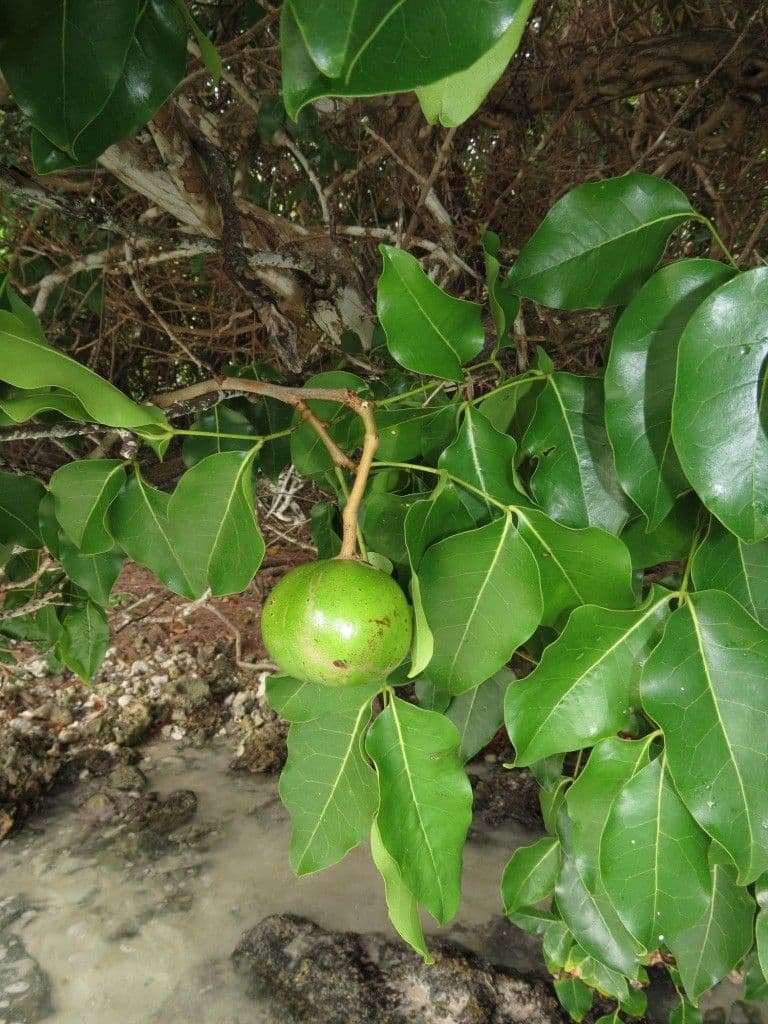 Zimtkolben 7
