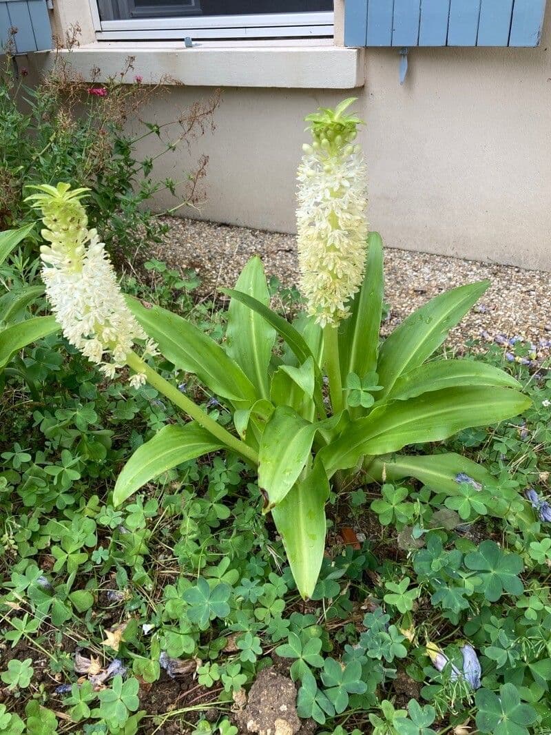 Eucomis 8