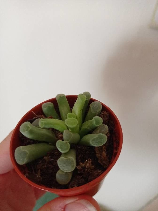 Frithia 7