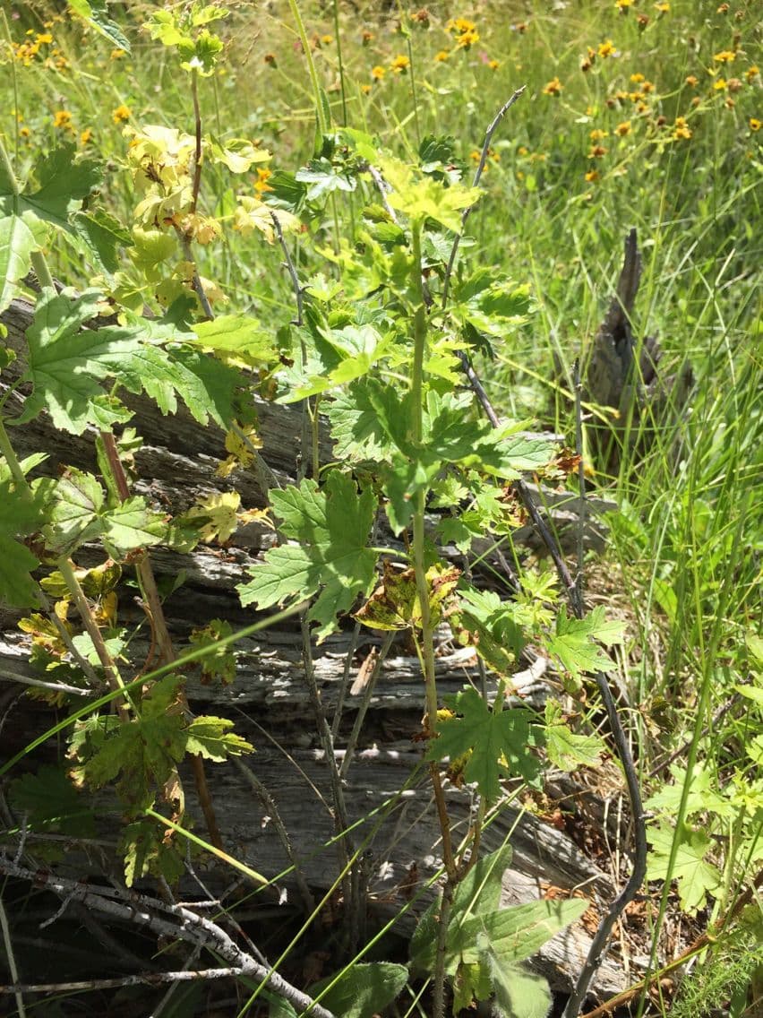 Ribes 8