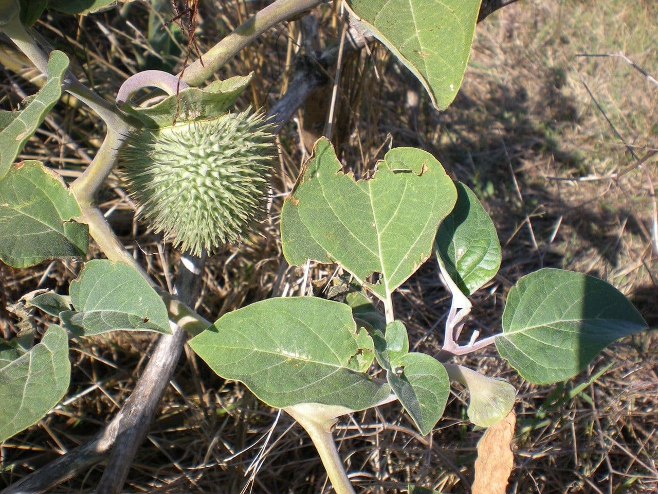 Datura di Wright 28
