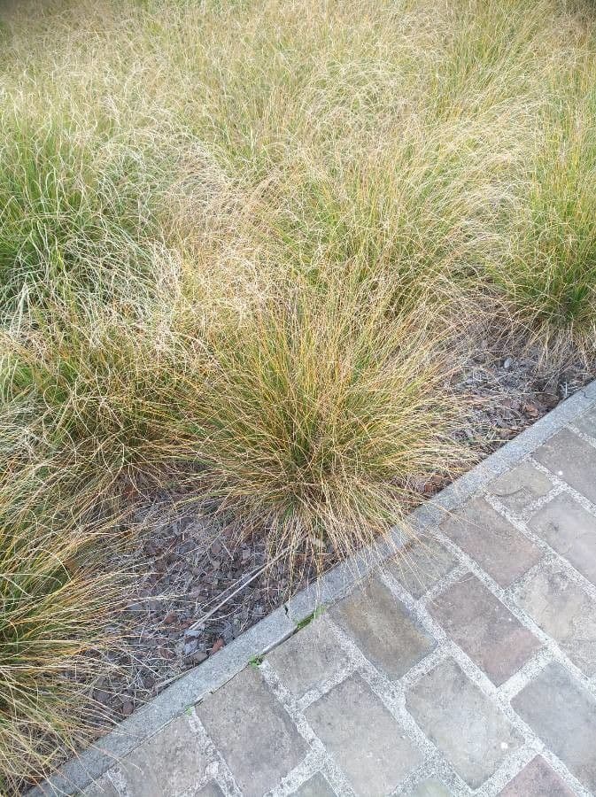 Festuca di Huon 14
