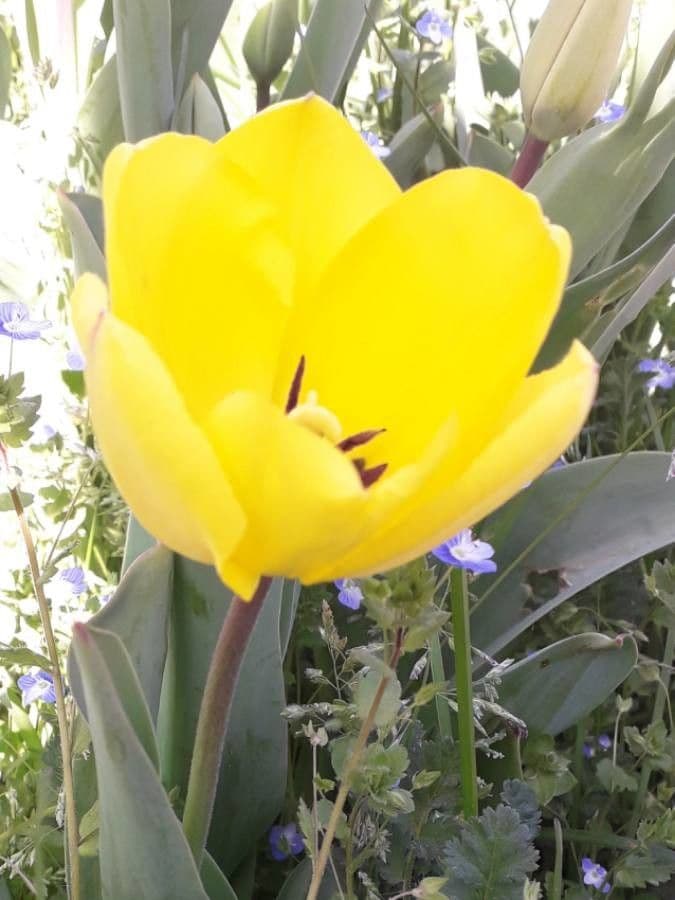 Tulipano di Gesner 6