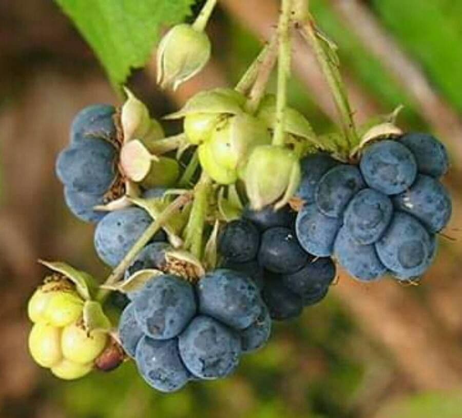 Ronce bleue 3