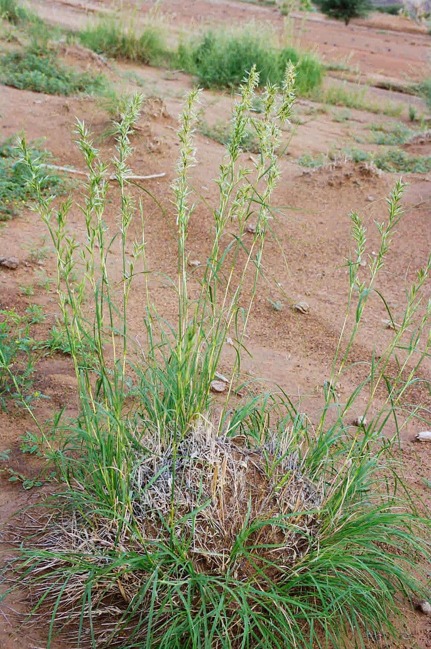 Trawa geranium 9