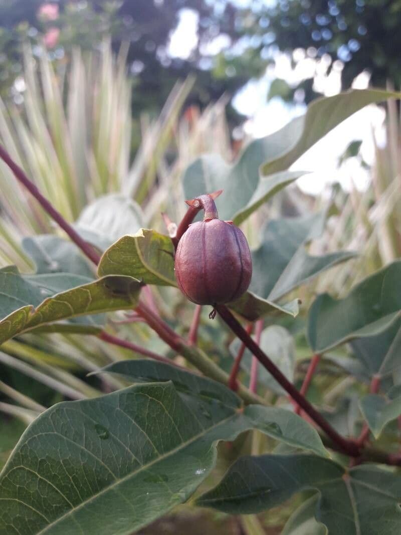 Jatropha integerrima 5