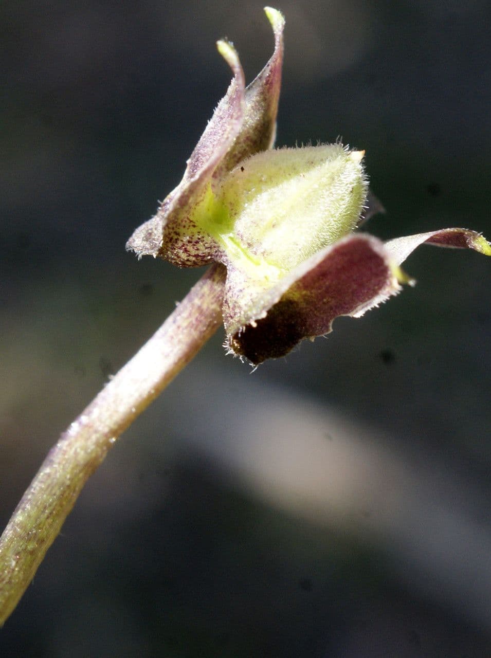 Viola bianca 2