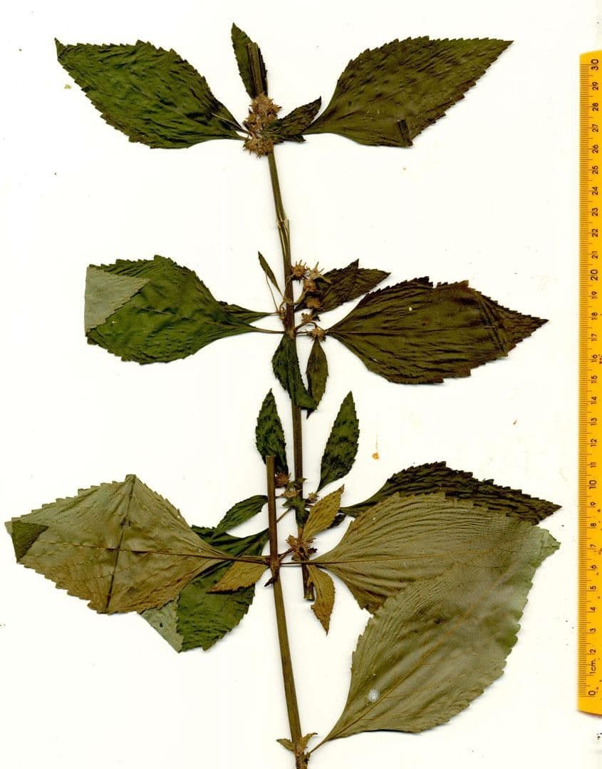 Hyptis capitata 24