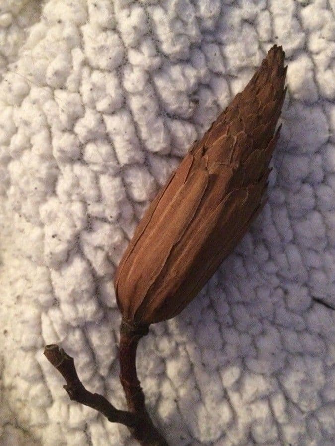 Tulipifero 3