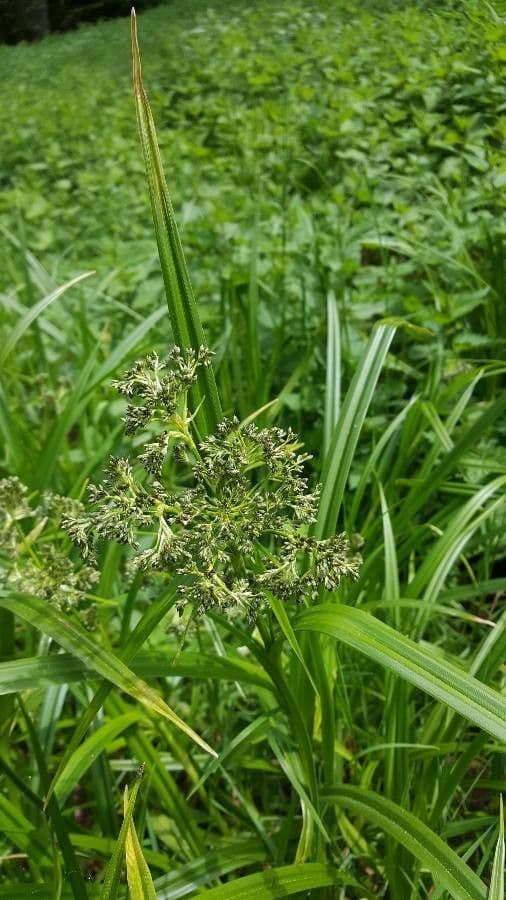 Wald-Simse 3