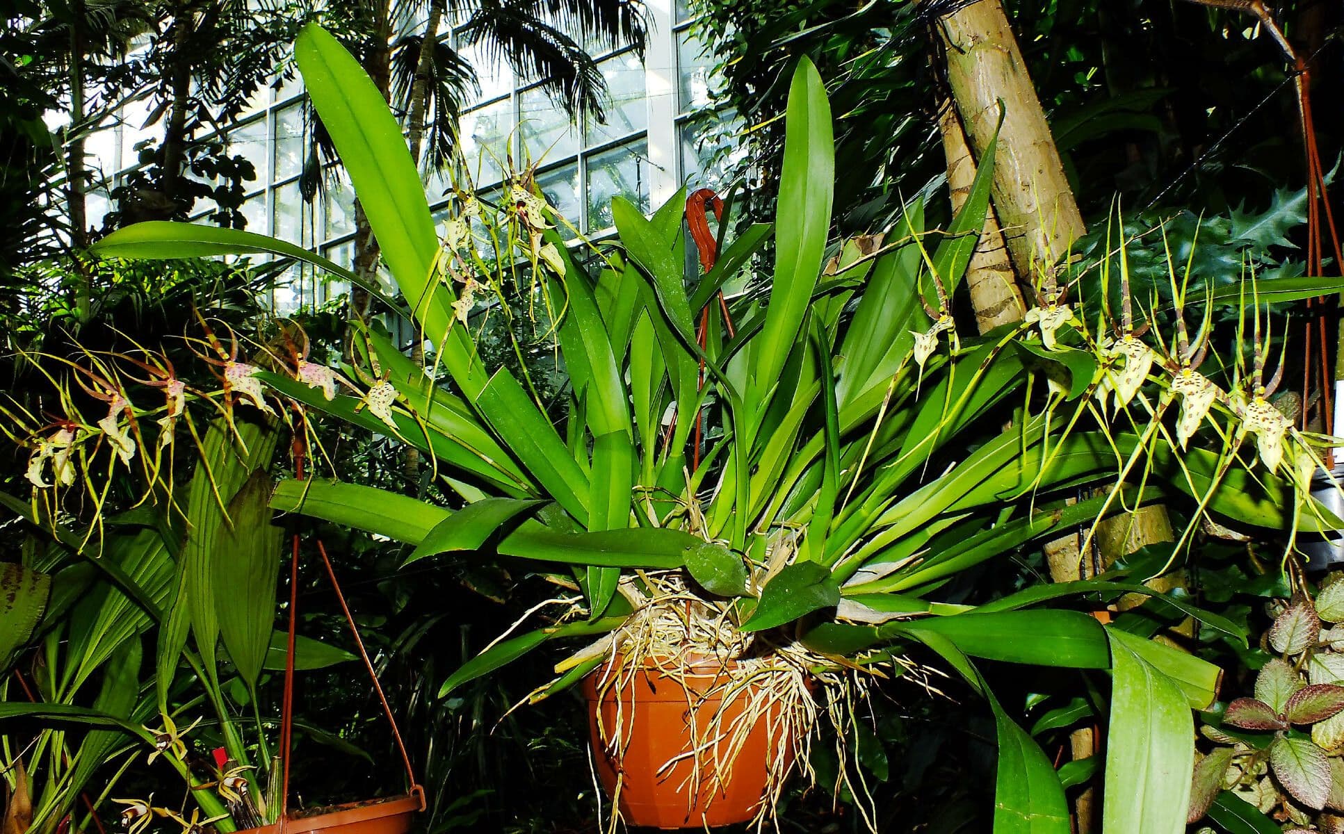 Brassia 9