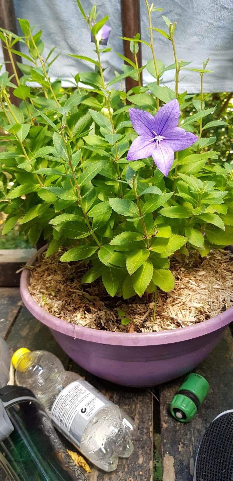 Platycodon à grandes fleurs 15