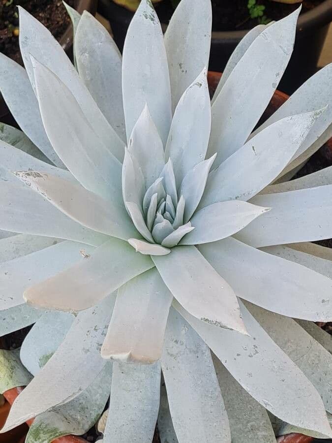 Dudleya Brittonova 7