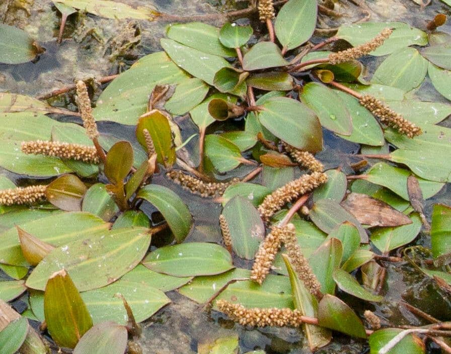 Brasca nodosa