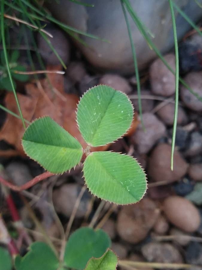 Trifoglio ibrido 18