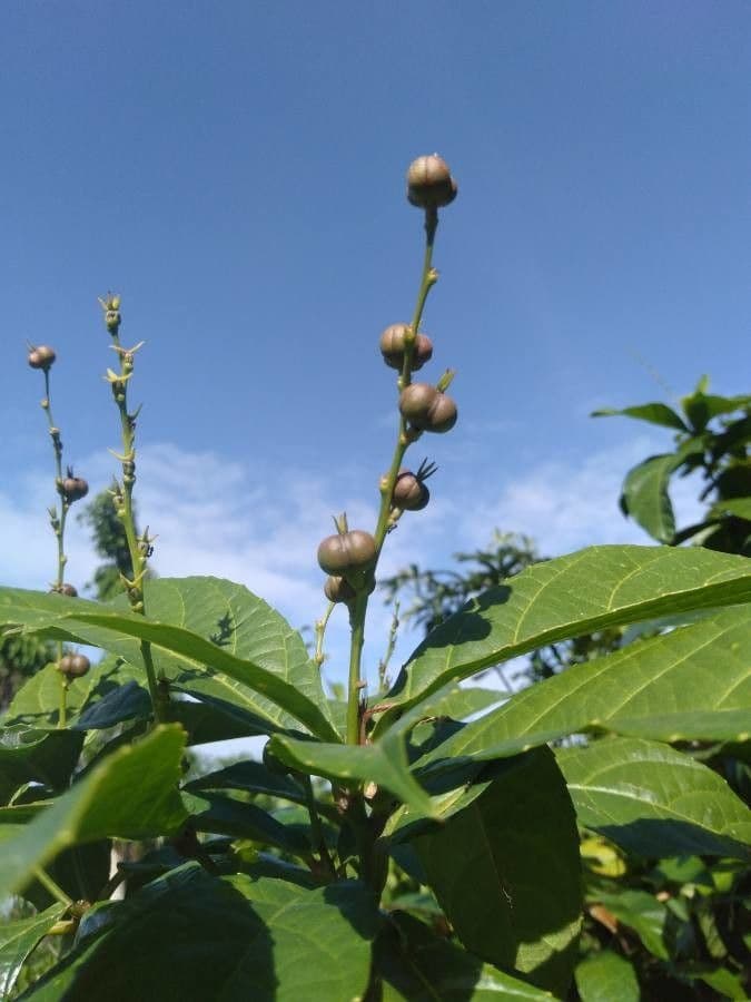 Alchornia rugosa 2