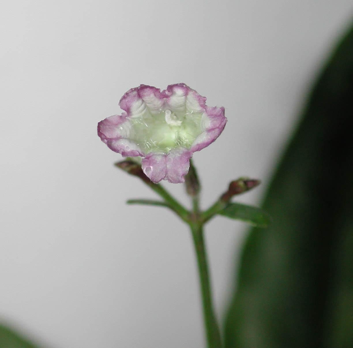 Ruellia