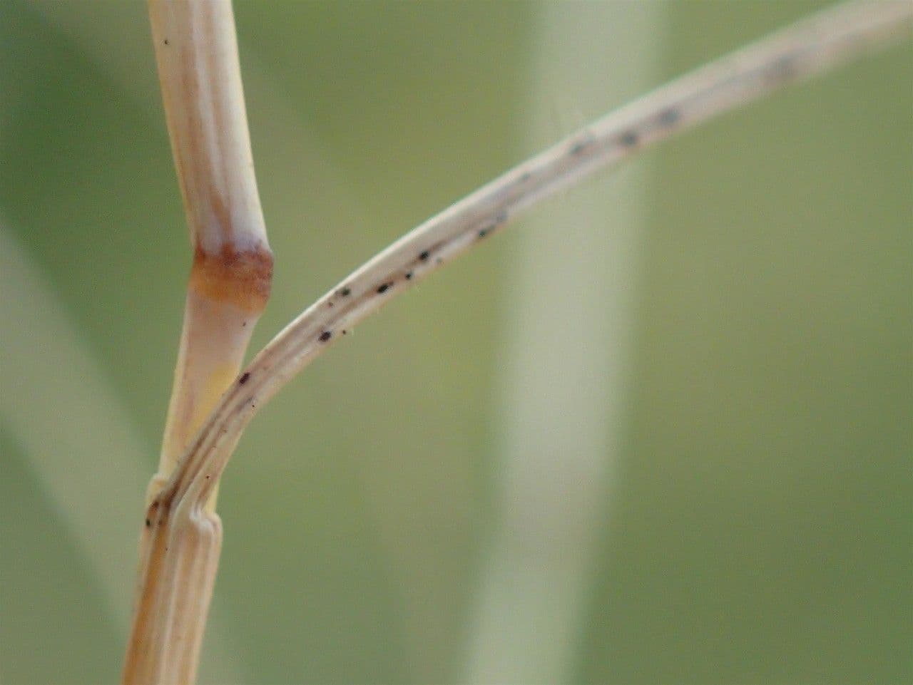 Paléo bromoide 21