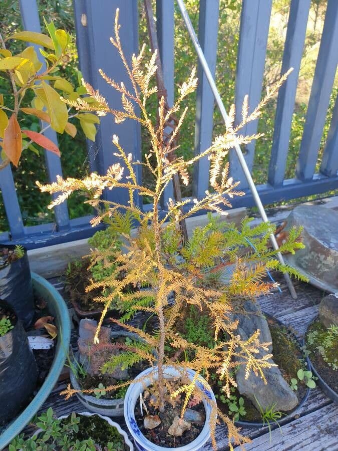 Dacrycarpus dacrydioides 10