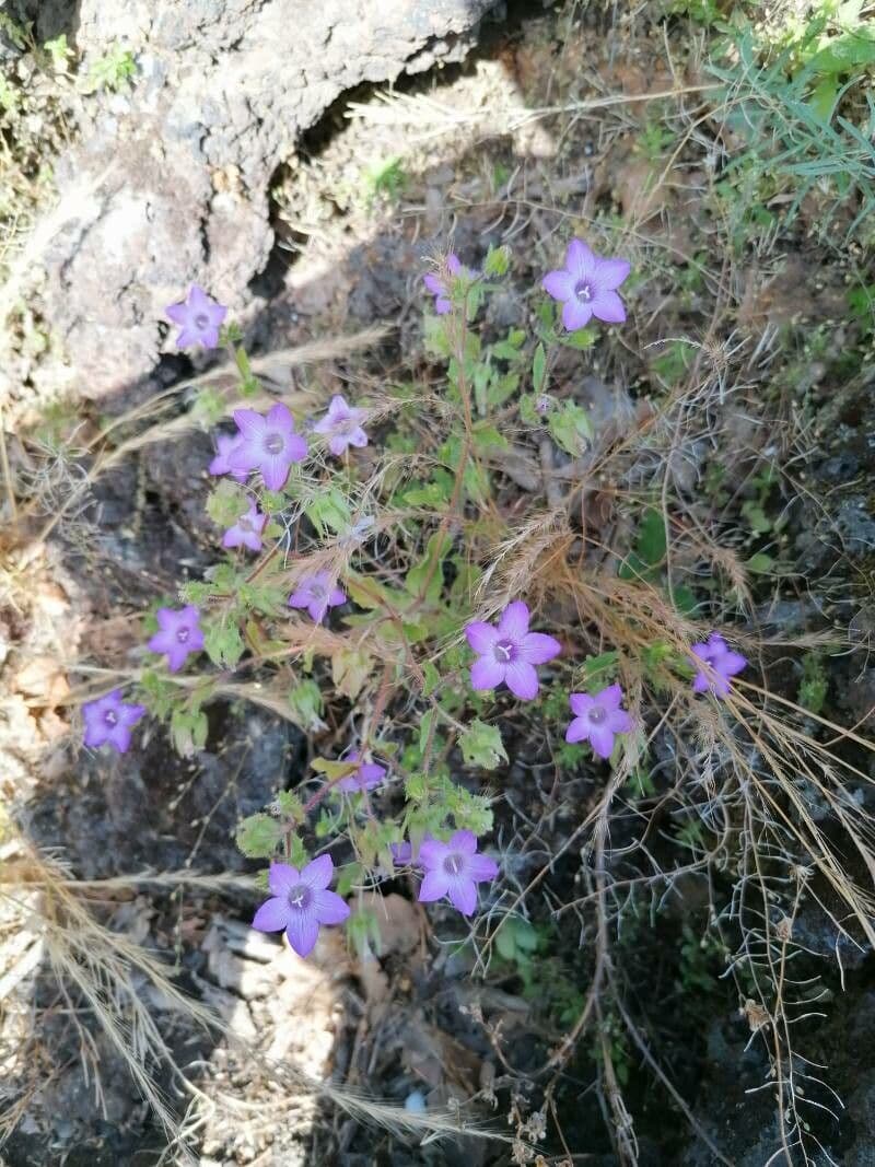 Campanula dichotomous 6