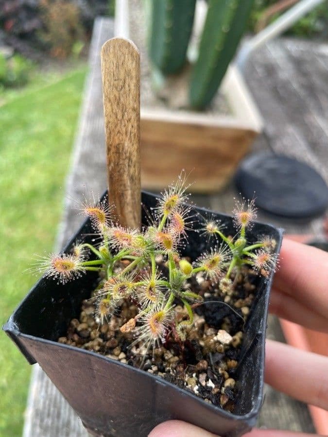 Drosera 5