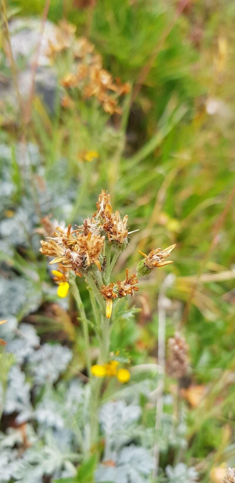 Senecio grigio