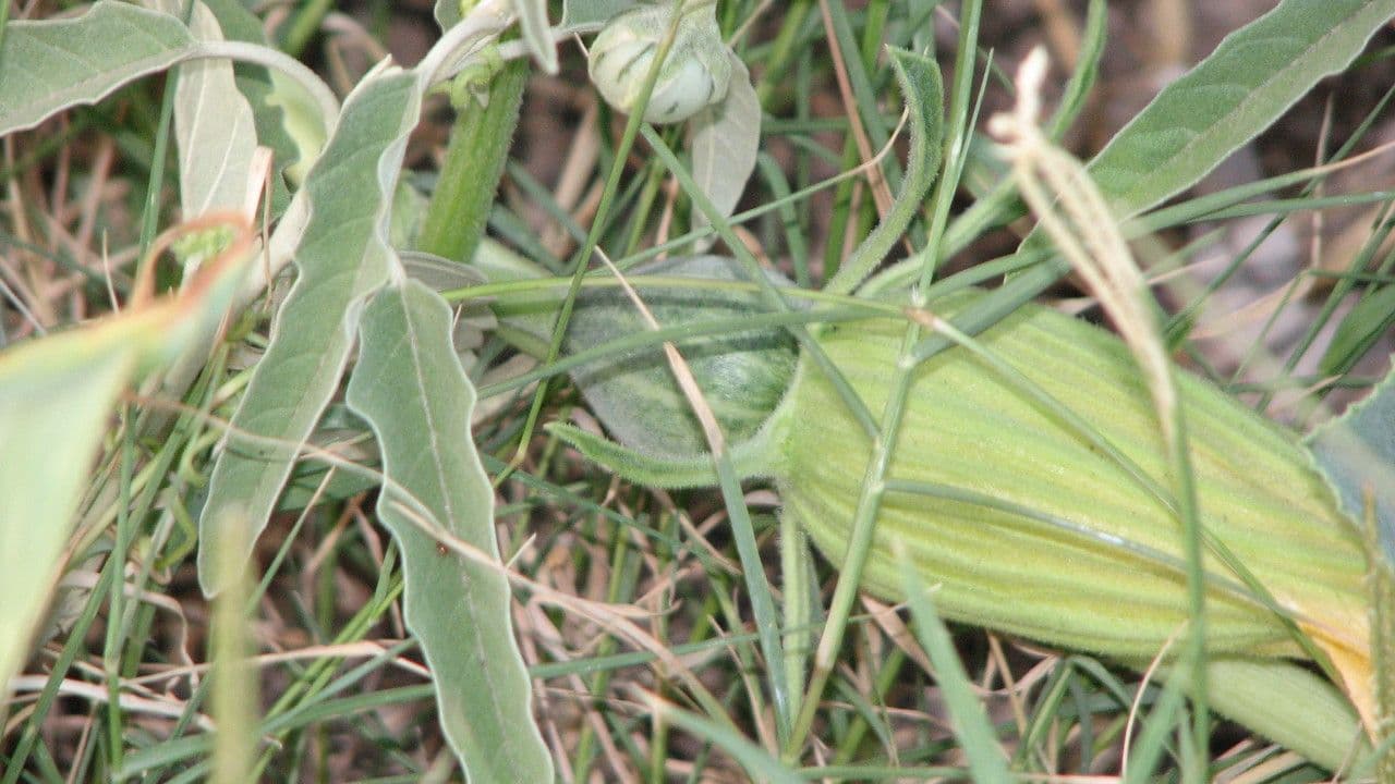Zucca fetida 11