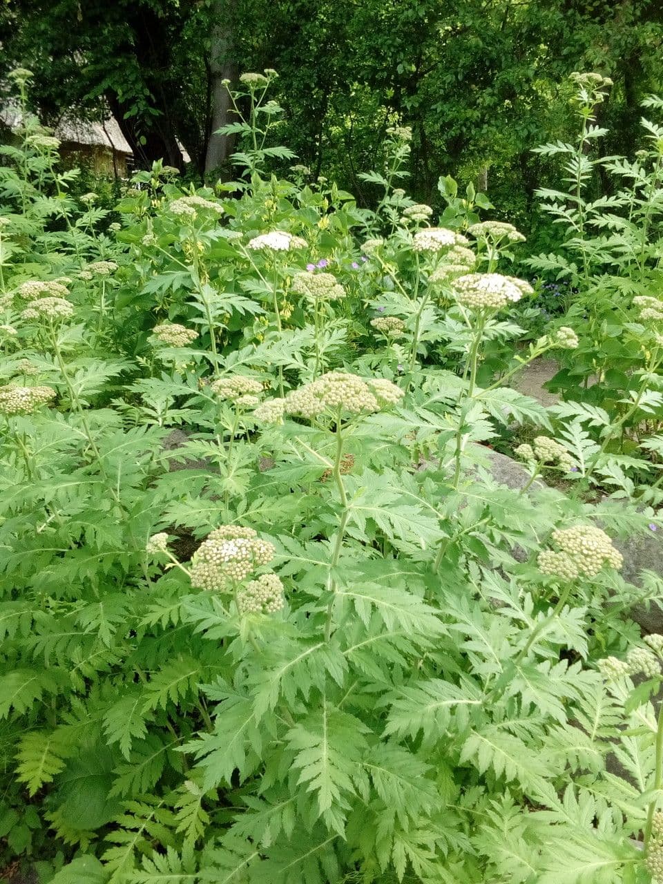 Großblättrige Rainfarn 8